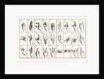 The Single-Handed Alphabet by Anonymous