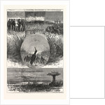 The Snipe, Drawing Gaston Fay by Anonymous