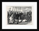 Capture of a Shark in the Tropics by Anonymous