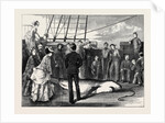 Capture of a Shark in the Tropics by Anonymous