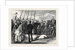 Capture of a Shark in the Tropics by Anonymous