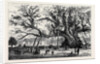 The Cowthorpe Oak, Near Wetherby, the Oldest Oak in England by Anonymous