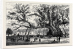 The Cowthorpe Oak, Near Wetherby, the Oldest Oak in England by Anonymous