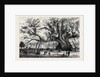 The Cowthorpe Oak, Near Wetherby, the Oldest Oak in England by Anonymous