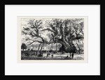 The Cowthorpe Oak, Near Wetherby, the Oldest Oak in England by Anonymous