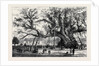 The Cowthorpe Oak, Near Wetherby, the Oldest Oak in England by Anonymous