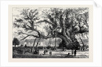 The Cowthorpe Oak, Near Wetherby, the Oldest Oak in England by Anonymous