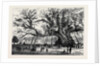 The Cowthorpe Oak, Near Wetherby, the Oldest Oak in England by Anonymous
