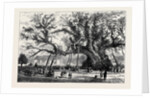 The Cowthorpe Oak, Near Wetherby, the Oldest Oak in England by Anonymous