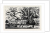 The Cowthorpe Oak, Near Wetherby, the Oldest Oak in England by Anonymous