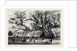 The Cowthorpe Oak, Near Wetherby, the Oldest Oak in England by Anonymous
