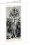 The Cinchona Plantations at Darjeeling, Bengal: Cinchona Succirubra, 30 Feet High by Anonymous
