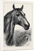 Head of Ronald, Lord Cardigan's Balaclava Charger by Anonymous