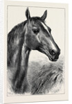 Head of Ronald, Lord Cardigan's Balaclava Charger by Anonymous