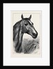 Head of Ronald, Lord Cardigan's Balaclava Charger by Anonymous
