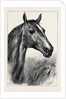 Head of Ronald, Lord Cardigan's Balaclava Charger by Anonymous