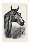 Head of Ronald, Lord Cardigan's Balaclava Charger by Anonymous