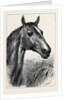 Head of Ronald, Lord Cardigan's Balaclava Charger by Anonymous