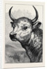 Head of the Chillingham Wild Bull, Shot by H.R.H. The Prince of Wales by Anonymous