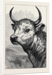 Head of the Chillingham Wild Bull, Shot by H.R.H. The Prince of Wales by Anonymous