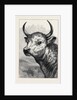 Head of the Chillingham Wild Bull, Shot by H.R.H. The Prince of Wales by Anonymous