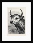 Head of the Chillingham Wild Bull, Shot by H.R.H. The Prince of Wales by Anonymous