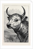 Head of the Chillingham Wild Bull, Shot by H.R.H. The Prince of Wales by Anonymous