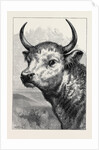 Head of the Chillingham Wild Bull, Shot by H.R.H. The Prince of Wales by Anonymous