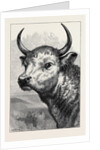 Head of the Chillingham Wild Bull, Shot by H.R.H. The Prince of Wales by Anonymous