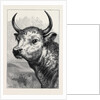 Head of the Chillingham Wild Bull, Shot by H.R.H. The Prince of Wales by Anonymous