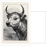 Head of the Chillingham Wild Bull, Shot by H.R.H. The Prince of Wales by Anonymous
