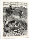 A Rude Awakening: An Incident of South African Travel, Raising His Giant Ox-Whip, He Brought It Down Amongst Them with a Succession of Cracks that Rivalled the Report of a Shore-Shooter's Duck-Gun by Anonymous
