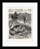 A Rude Awakening: An Incident of South African Travel, Raising His Giant Ox-Whip, He Brought It Down Amongst Them with a Succession of Cracks that Rivalled the Report of a Shore-Shooter's Duck-Gun by Anonymous