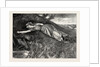 Tess of the D'Urbervilles: Tess Flung Herself Down Upon the Undergrowth of Rustling Spear-Grass As Upon a Bed by Anonymous