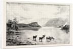 Highland Cattle Among the Islands in Loch Lomond by Anonymous