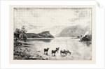 Highland Cattle Among the Islands in Loch Lomond by Anonymous