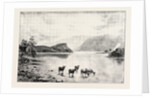 Highland Cattle Among the Islands in Loch Lomond by Anonymous