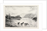 Highland Cattle Among the Islands in Loch Lomond by Anonymous