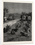 Lord Randolph Churchill in South Africa, the Oxen Outspanned in Camp by Anonymous
