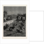 Lord Randolph Churchill in South Africa, the Oxen Outspanned in Camp by Anonymous