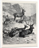 Deer on a Sunny Hill Side in the Highlands by Anonymous