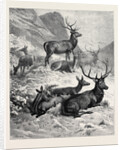 Deer on a Sunny Hill Side in the Highlands by Anonymous