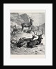 Deer on a Sunny Hill Side in the Highlands by Anonymous