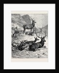 Deer on a Sunny Hill Side in the Highlands by Anonymous