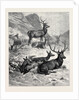 Deer on a Sunny Hill Side in the Highlands by Anonymous
