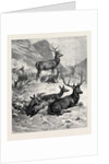 Deer on a Sunny Hill Side in the Highlands by Anonymous