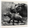 The Hippopotamus and Her Young One at the Zoological Gardens by Anonymous
