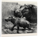 The Hippopotamus and Her Young One at the Zoological Gardens by Anonymous