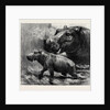 The Hippopotamus and Her Young One at the Zoological Gardens by Anonymous