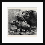 The Hippopotamus and Her Young One at the Zoological Gardens by Anonymous